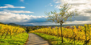 Wanderweg