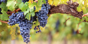 Weinrebe